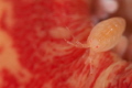   Amphipoda anemone  